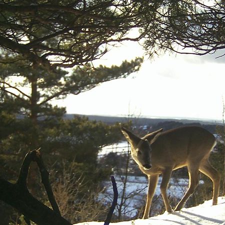 Villa Jura Pokoje Goscinne Zarki Esterno foto